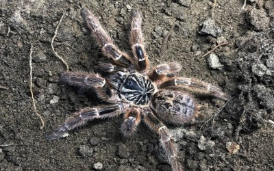 pterinochillus murinus TCF tarantula